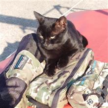 猫パンチは痛いけど防御力に極振りは出来ませぬ（笑）