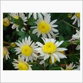 🌻　WHITE