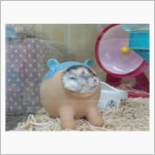 おはようだがや