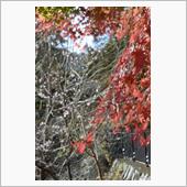 冬桜と紅葉のコラボレーション ...