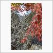 冬桜と紅葉のコラボレーション【埼玉・城峯公園編】