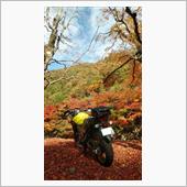 バイクと紅葉