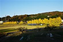 信州中川村　渡場の銀杏　夕景　タイムラプス