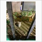 うちの近所の