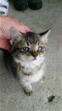 我が家に迷い込んで来ましたf^_^;
