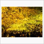 昭和記念公園のライトアップ（ ...