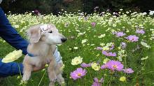 10/18　愛犬びーさんと清水公園（千葉県野田市）