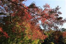 箕面公園の紅葉を撮りに行ってきました♪