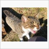 いつもの岬にネコ