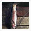 木金の釣り。