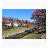 桜(の葉)吹雪の佐保川を散歩。