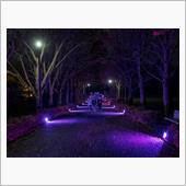昭和記念公園のライトアップ（ ...