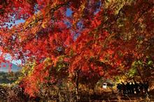 2020/11/14 富士山と紅葉