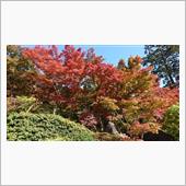 紅葉の筑波山ドライブ