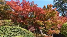 紅葉の筑波山ドライブ