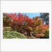 紅葉の筑波山ドライブ