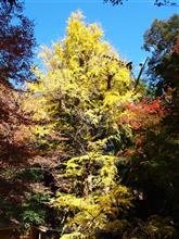 紅葉狩りオフ! 紅葉狩りオフ!