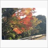 箕面の紅葉　まだ早かった😭