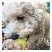 愛犬「まめ」 28.   焼 ...