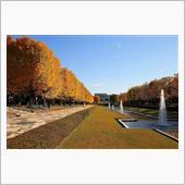 昭和記念公園紅葉黄葉模様20 ...