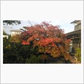 庭先の紅葉、剪定→奥様の実家 ...
