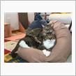 ＣＡＴ　ＨＯＵＳＥか