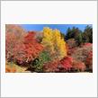 紅葉狩り