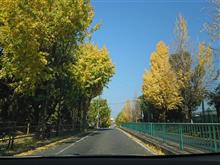 銀杏の紅葉がとても綺麗です！