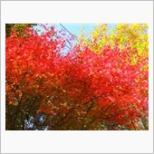 紅葉ツーリング地元編