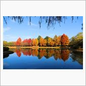 水面に映る紅葉が綺麗だから・ ...