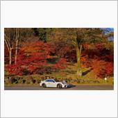 911と遊ぶ　紅葉を求めて上 ...