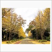 所沢航空記念公園、黄色い絨毯 ...