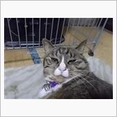 秋に味覚と、カクテル
