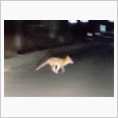 キツネ居た！初の場所で動画も ...