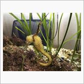 大きなタツノオトシゴ仲間入り