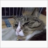 暇だから、銀杏拾い。