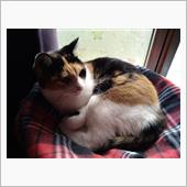 猫写真の撮り方って…
