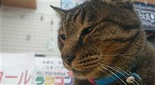 ラジコン天国下関！