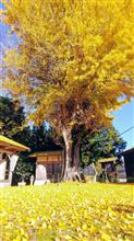 今シーズン最後の紅葉探索