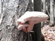 Shitake Mushrooms