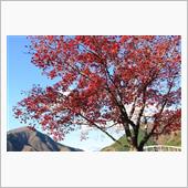 丹沢湖の紅葉