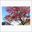 丹沢湖の紅葉