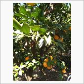 みかん狩り🍊行ってみた
