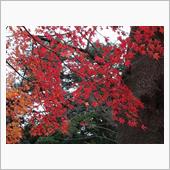 紅葉ドライブ　その2