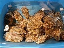 気仙沼産牡蠣😋