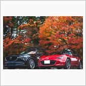 嵐山で紅葉見納め