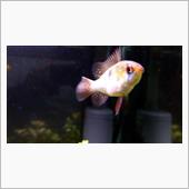 熱帯魚