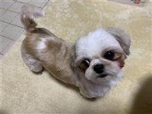 今後の簡単な予定・・・・・・は未定だけど 今後の簡単な予定・・・・・・は未定だけど