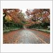 山口日帰り紅葉バスツアー