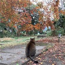 我が家の紅葉